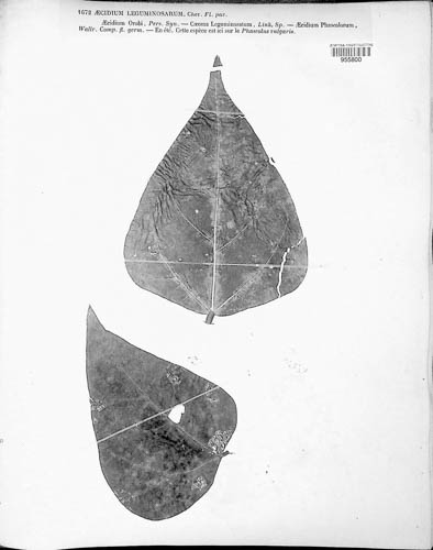 Aecidium leguminosarum image